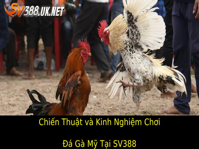 Đá Gà Mỹ Tại SV388 – Hấp Dẫn Từ Những Chiến Kê Hàng Đầu Chiến Thuật và Kinh Nghiệm Chơi Đá Gà Mỹ Tại SV388