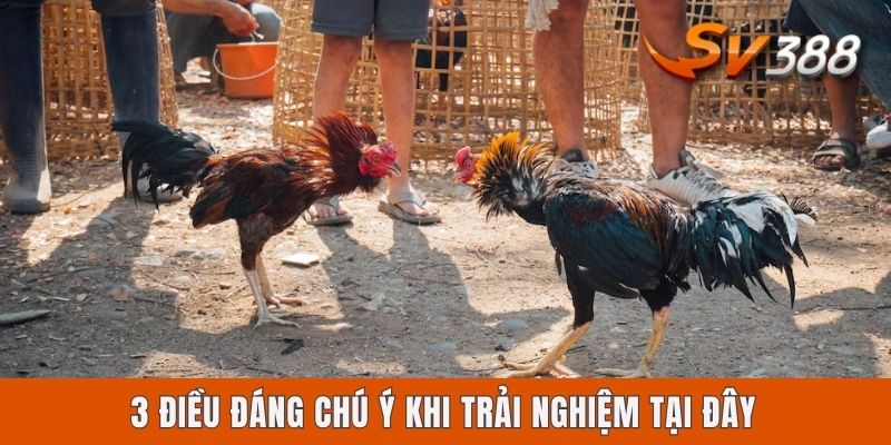 3 điều đáng chú ý khi trải nghiệm tại đây