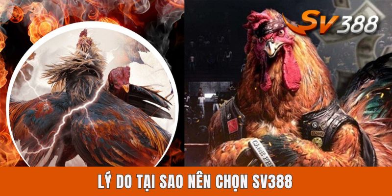 Tại Sao Nên Chọn Sv388? Sân Chơi Uy Tín Không Nên Bỏ Lỡ Lý do tại sao nên chọn Sv388