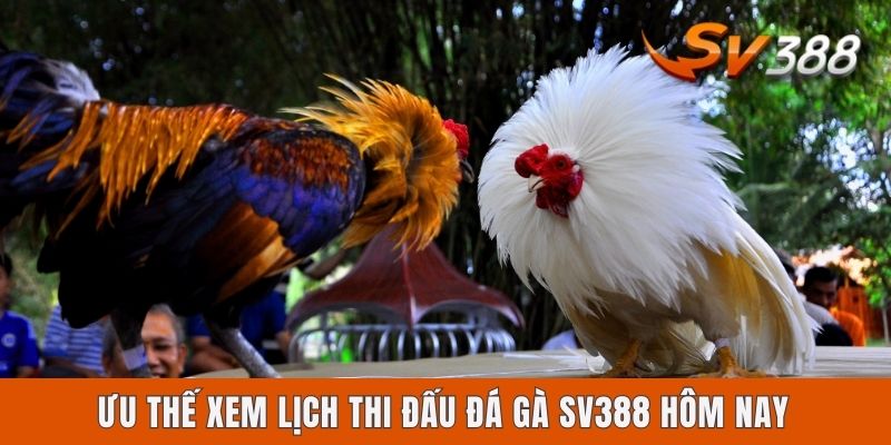 Ưu thế xem lịch thi đấu đá gà Sv388 hôm nay