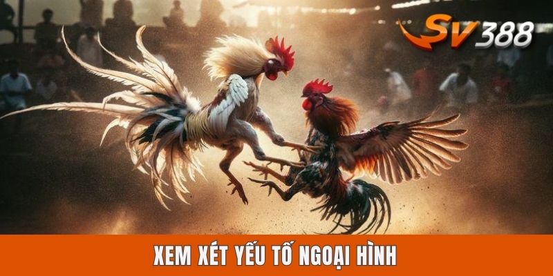 Xem xét yếu tố ngoại hình